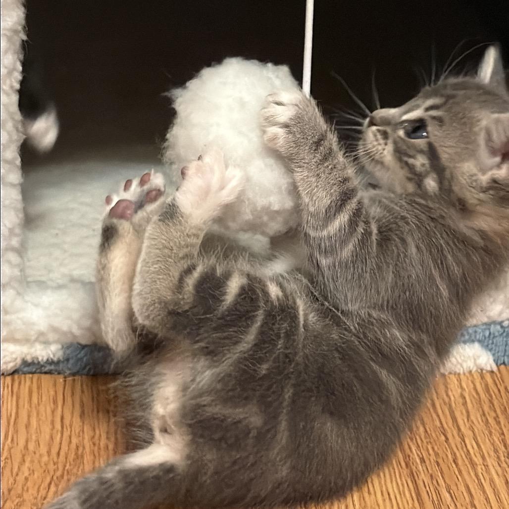Paintbrush, Adoptable, Kitten Female Domestic Short Hair.