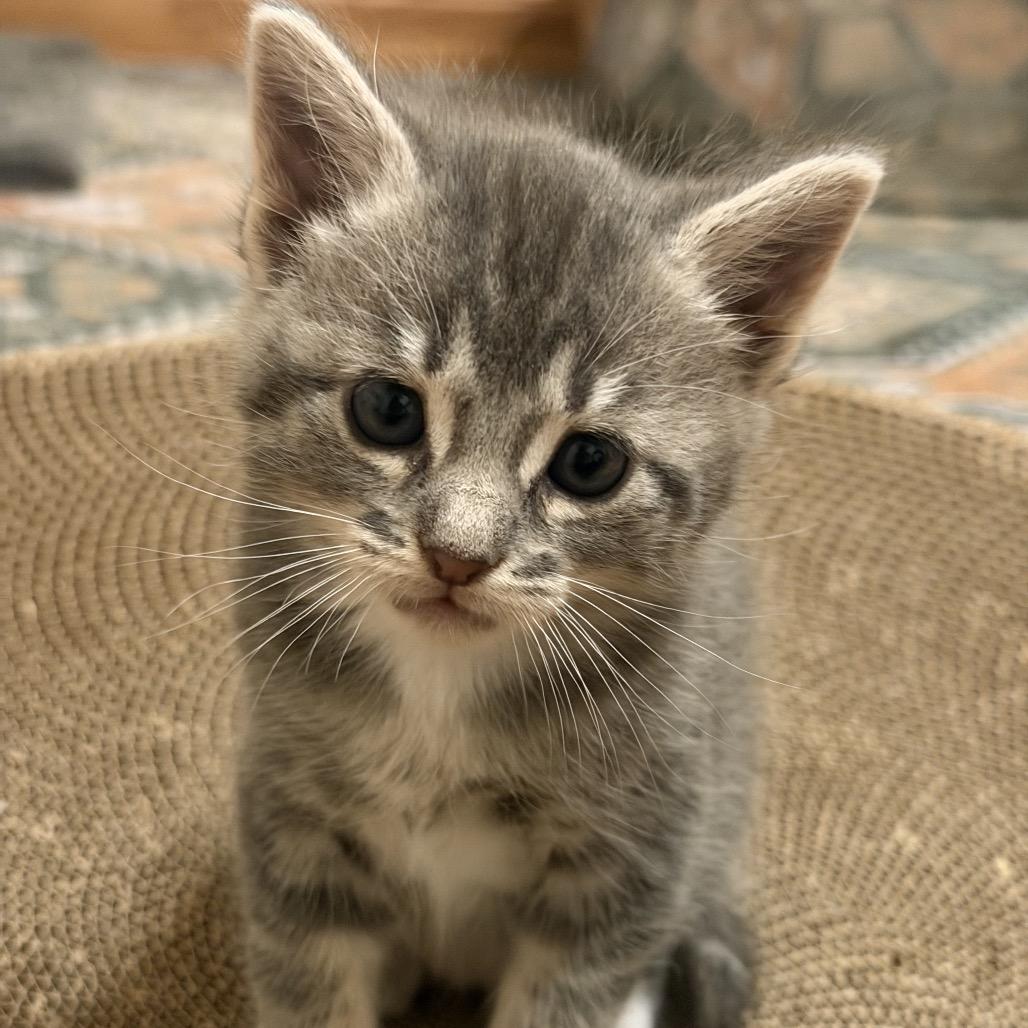 Enlarge Paintbrush, a Adoptable Domestic Short Hair in Costa Mesa, CA image 2/4