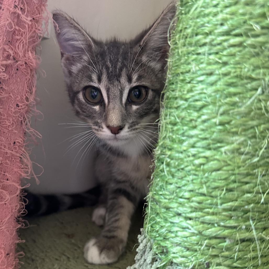 Paintbrush, a Adoptable Domestic Short Hair in Costa Mesa, CA image 3/6