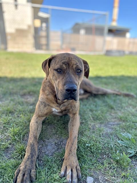 ROSS, Adoptable, Young Male Boxer & Mixed Breed.