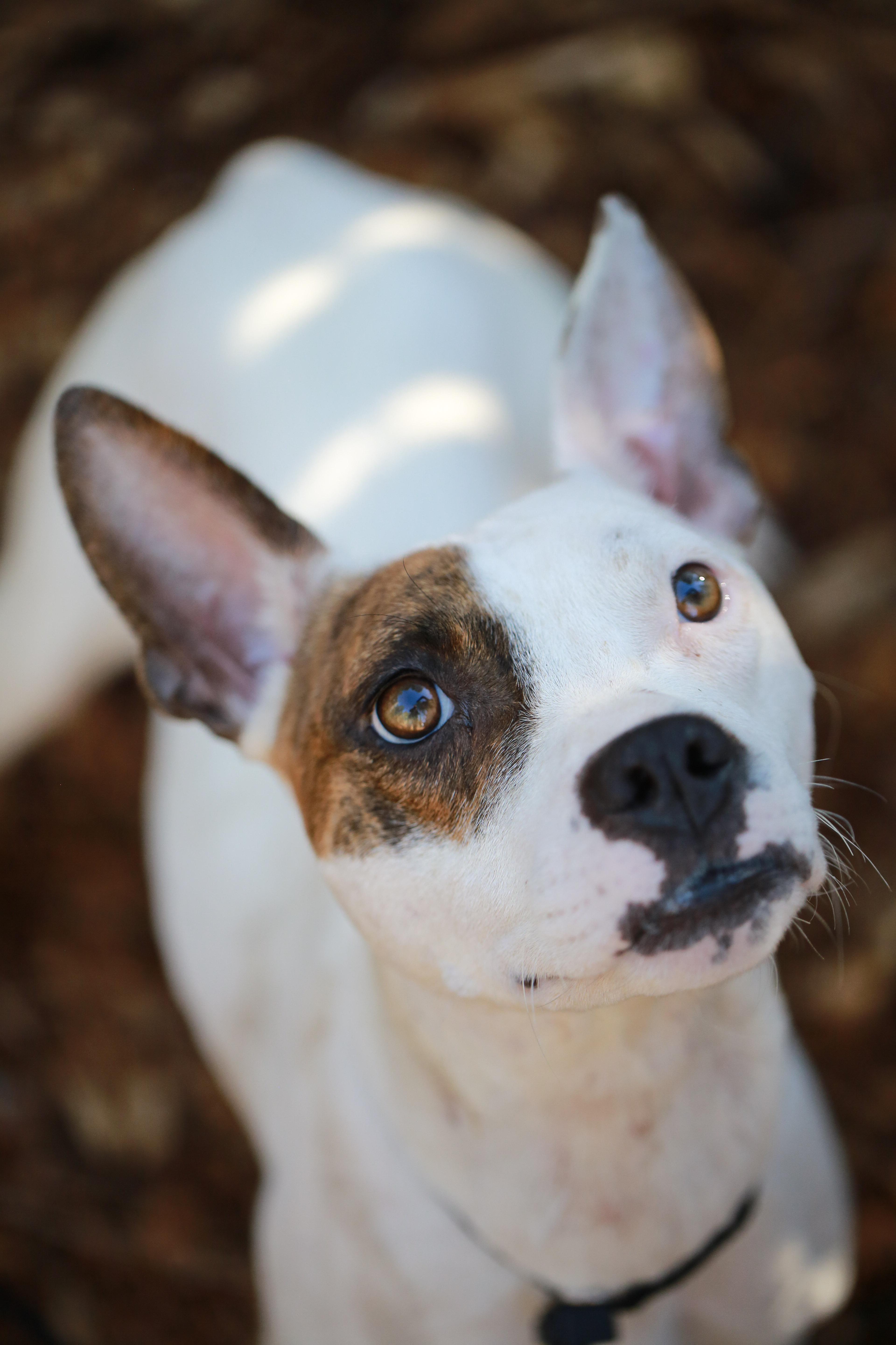Enlarge Macy- Fast Favorite, a ADOPTABLE mixed breed in Grass Valley, CA image 5/6