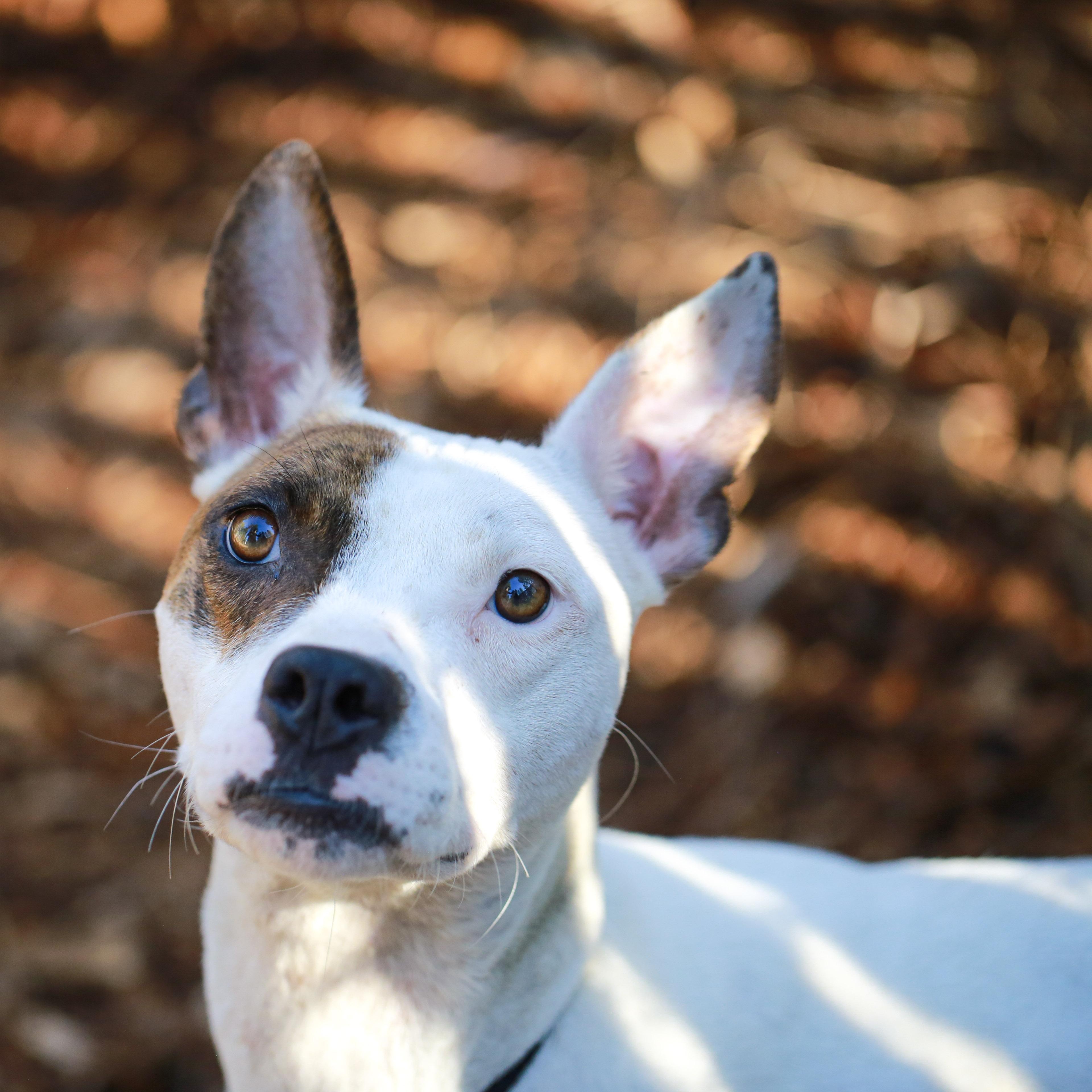 Macy- Fast Favorite, ADOPTABLE, Adult Female Bull Terrier.