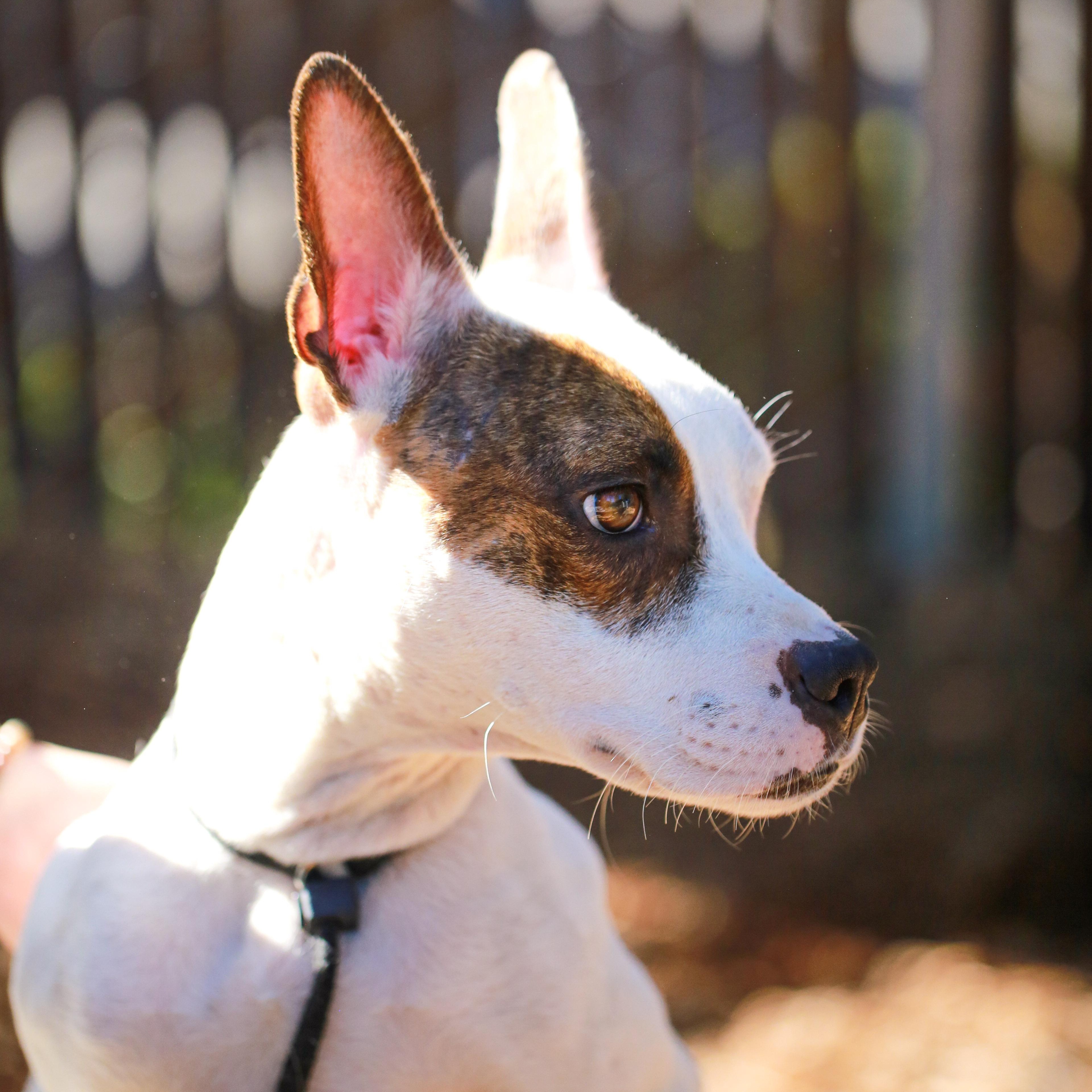 Enlarge Macy- Fast Favorite, a ADOPTABLE mixed breed in Grass Valley, CA image 6/6