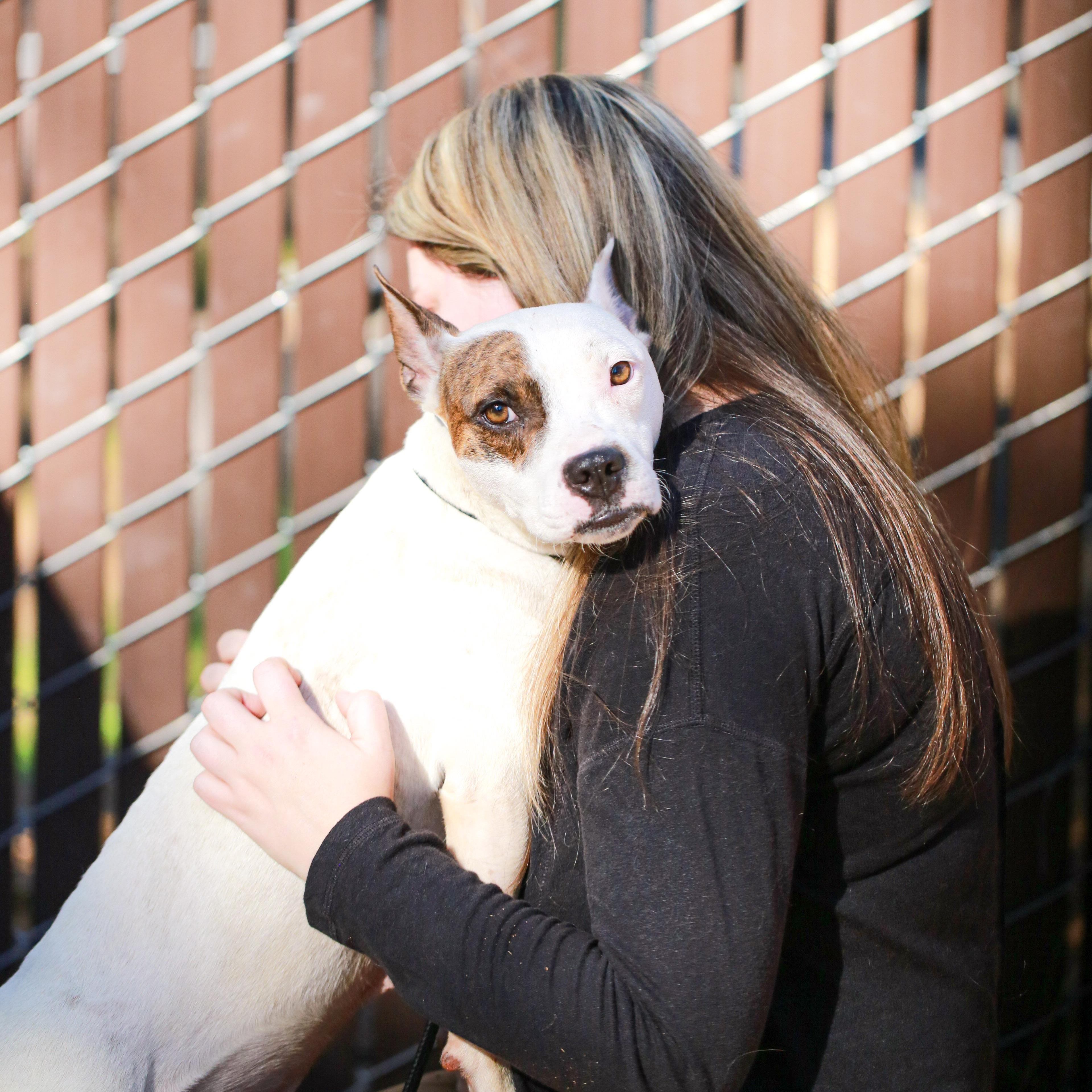 Enlarge Macy- Fast Favorite, a ADOPTABLE mixed breed in Grass Valley, CA image 2/6