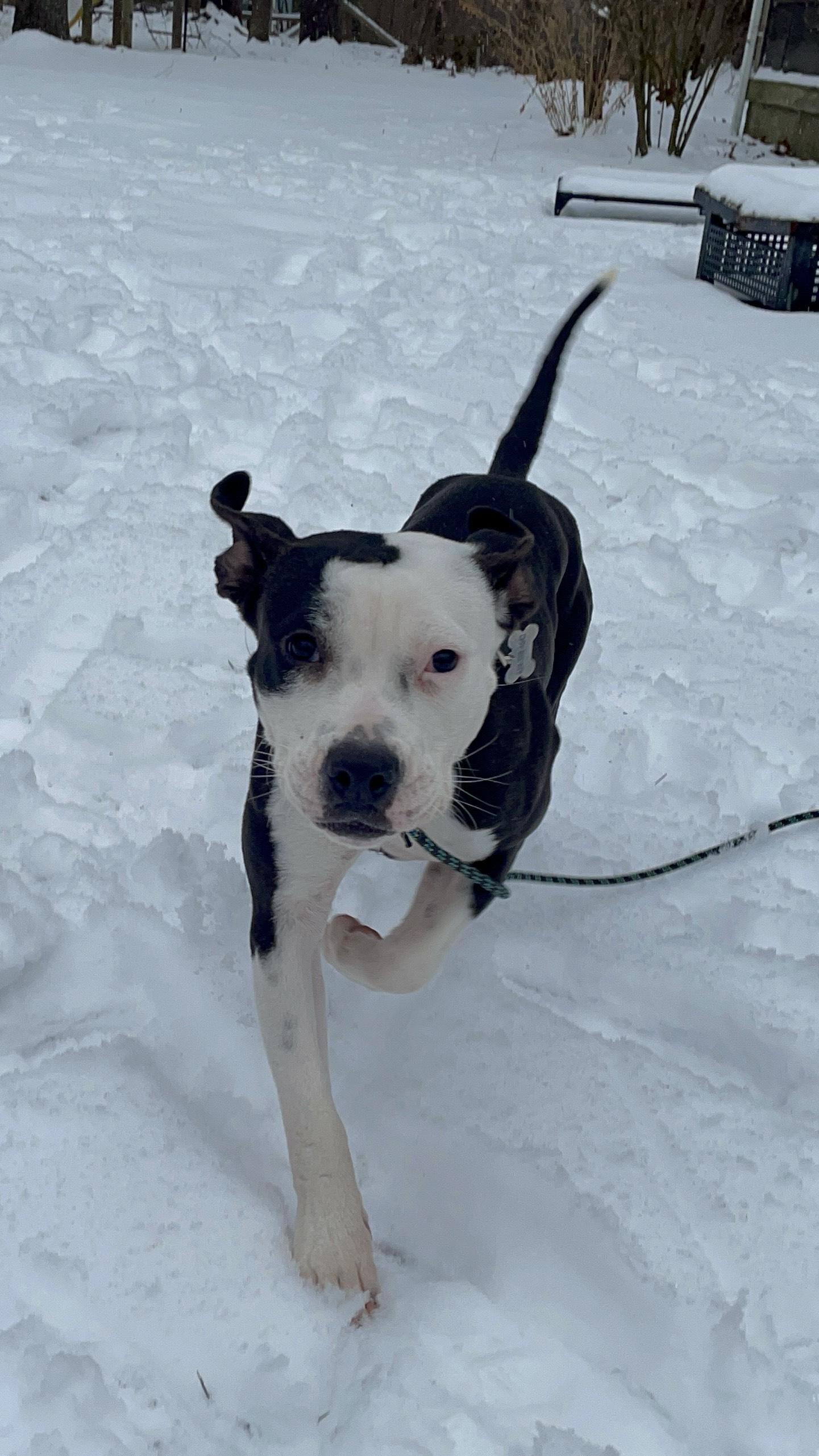 Moo, a Adoptable mixed breed in Simsbury, CT image 1/2