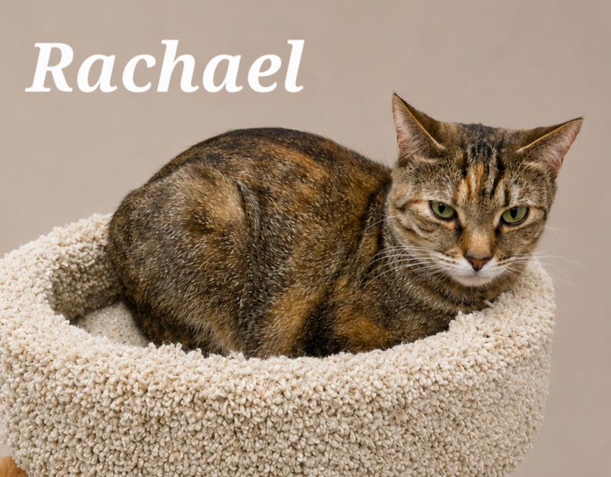 Rachael, Adoptable, Young Female Tabby.