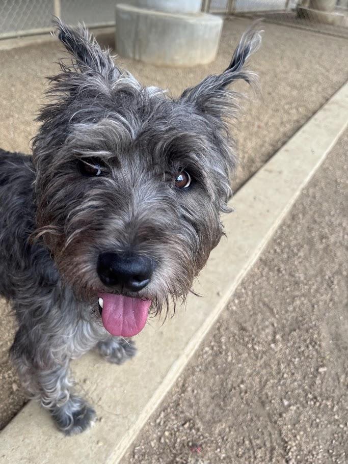 Murphy A207279, an adoptable Schnauzer in Plano, TX image 5/6