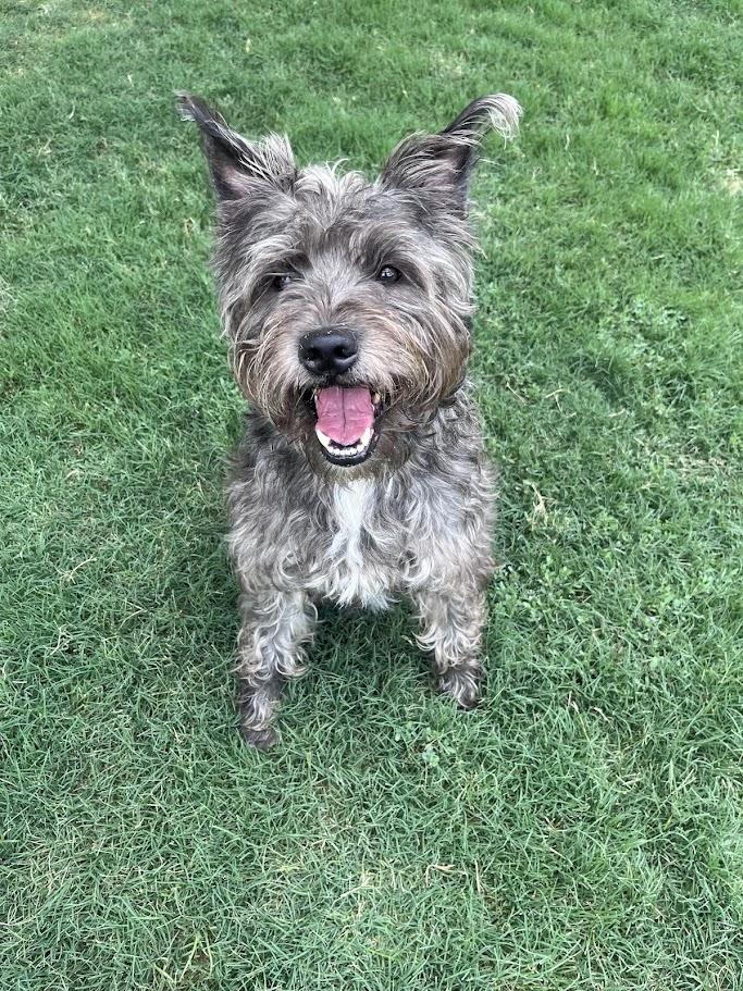Murphy A207279, an adoptable Schnauzer in Plano, TX image 2/6