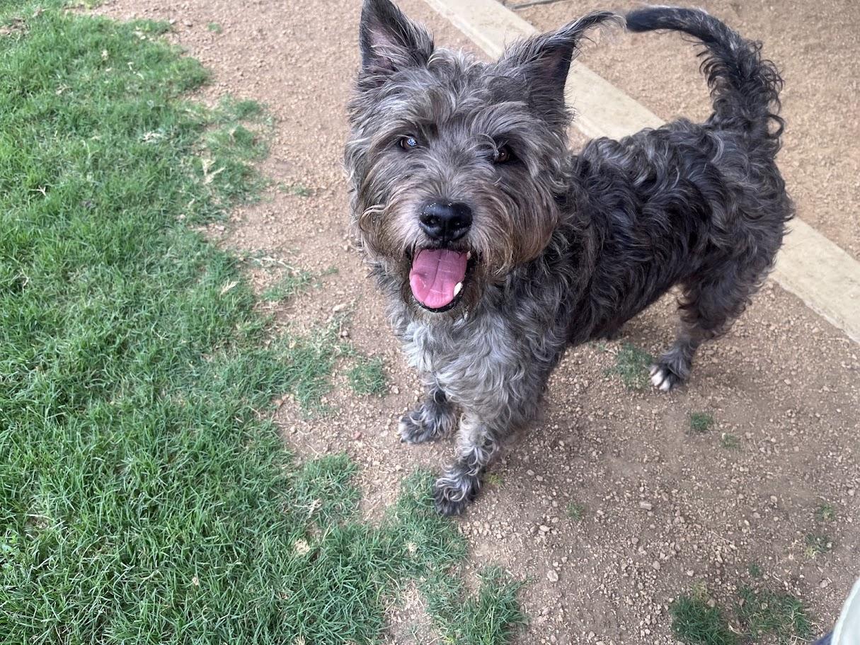 Murphy A207279, an adoptable Schnauzer in Plano, TX image 4/6