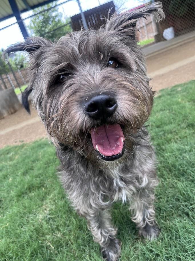 Murphy A207279, an adoptable Schnauzer in Plano, TX image 3/6