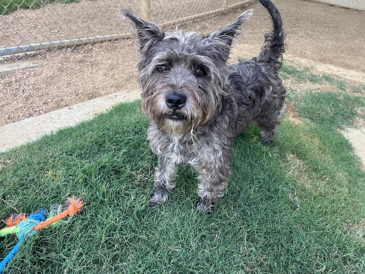 Murphy A207279, an adoptable Schnauzer in Plano, TX image 6/6