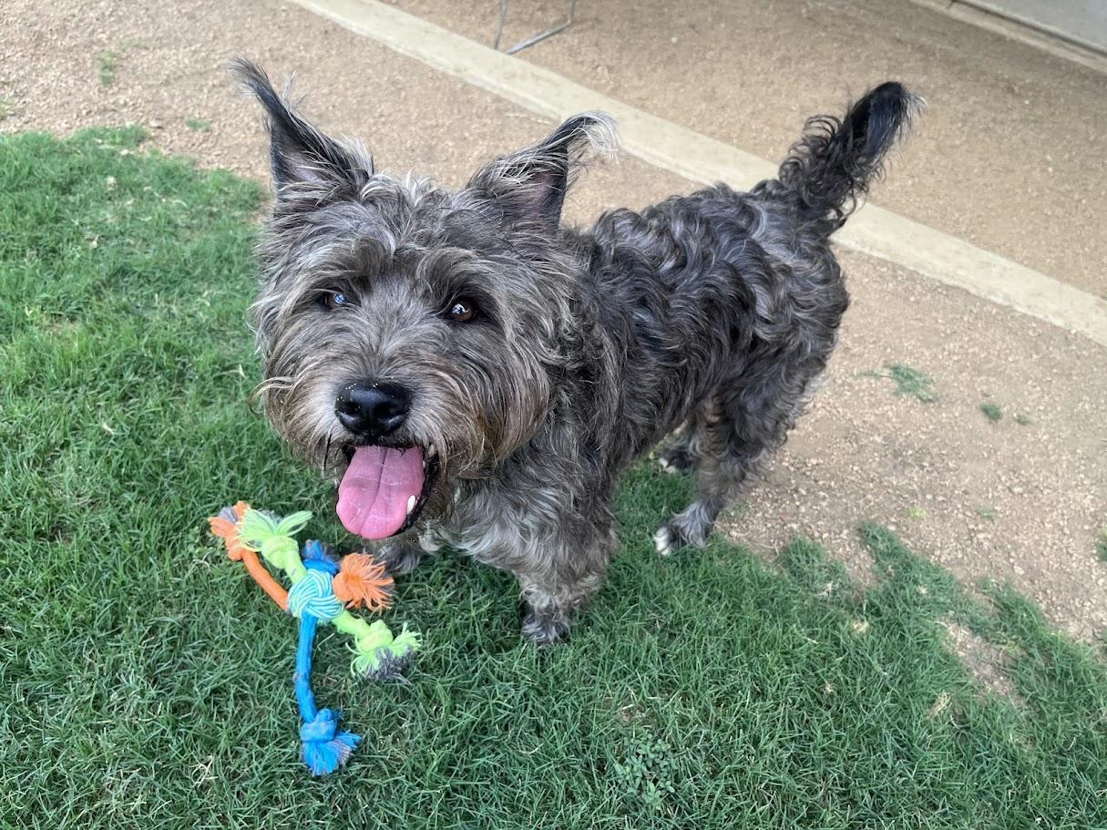 Murphy A207279, an adoptable Schnauzer in Plano, TX image 1/6