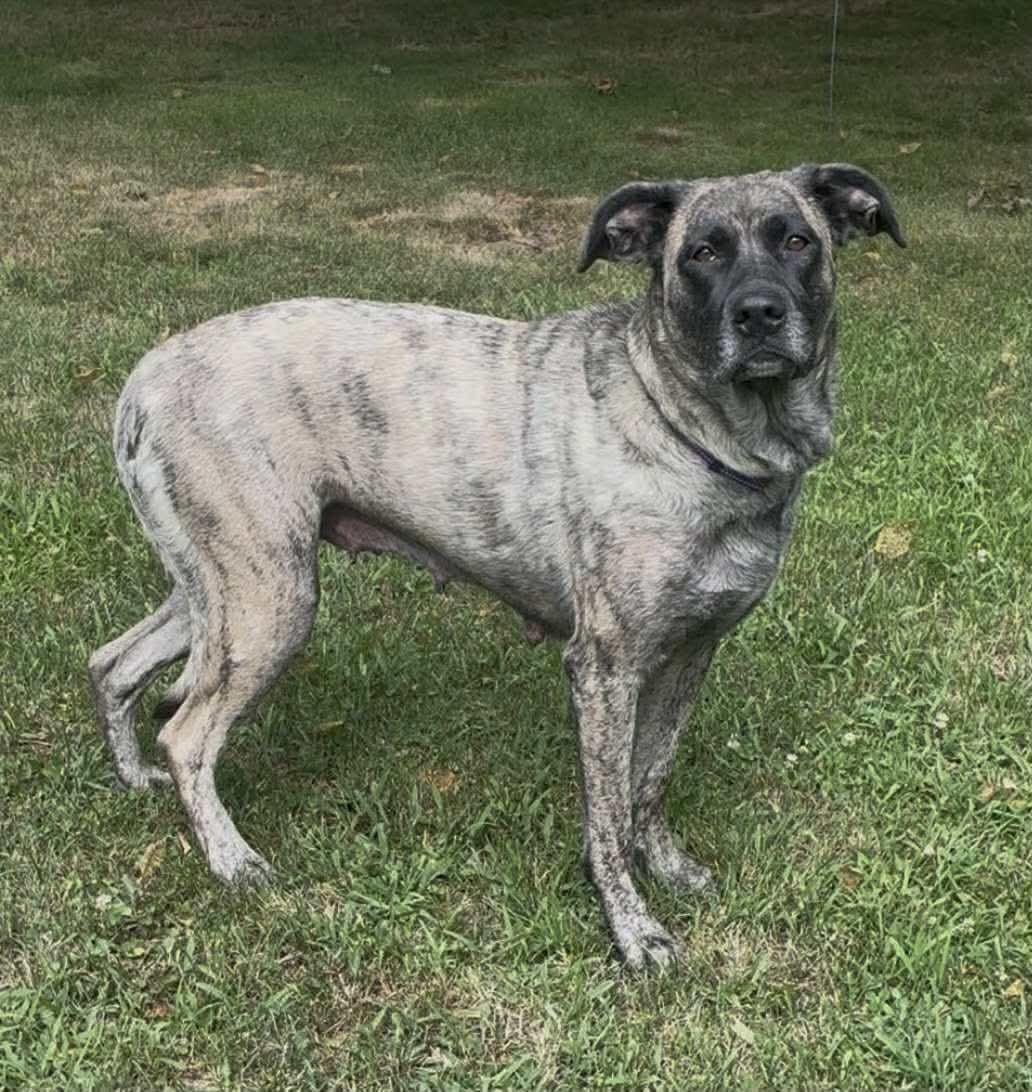 Enlarge Mama Nova, a Adoptable mixed breed in Duluth, MN image 1/3