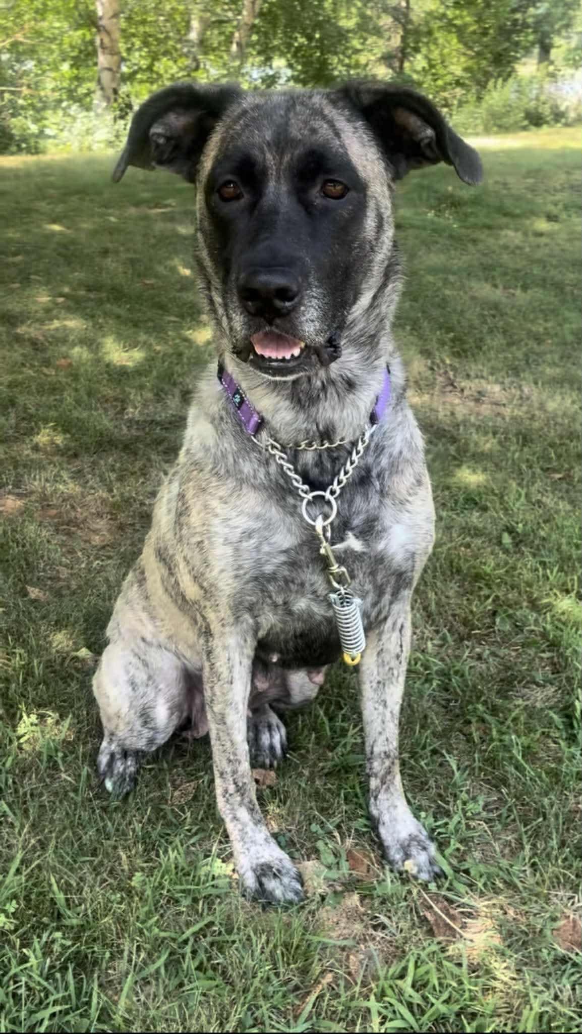 Enlarge Mama Nova, a Adoptable mixed breed in Duluth, MN image 2/3