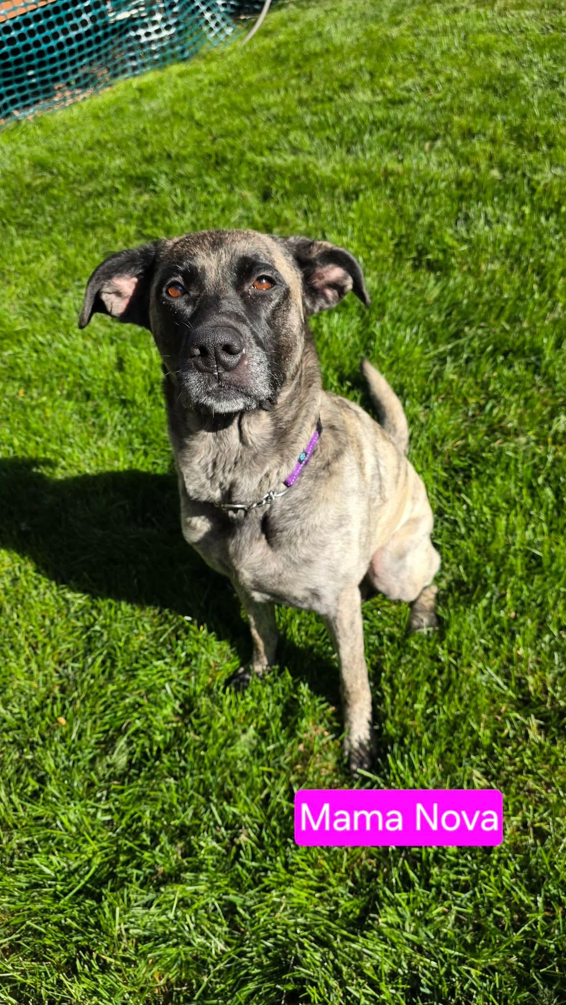 Mama Nova, a Adoptable mixed breed in Duluth, MN image 2/3