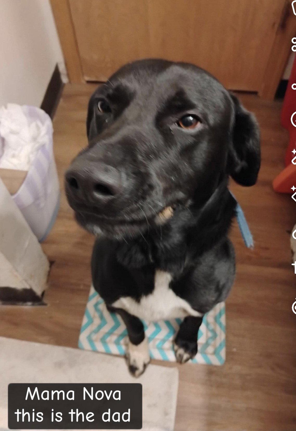 Mama Nova, a Adoptable mixed breed in Duluth, MN image 3/3
