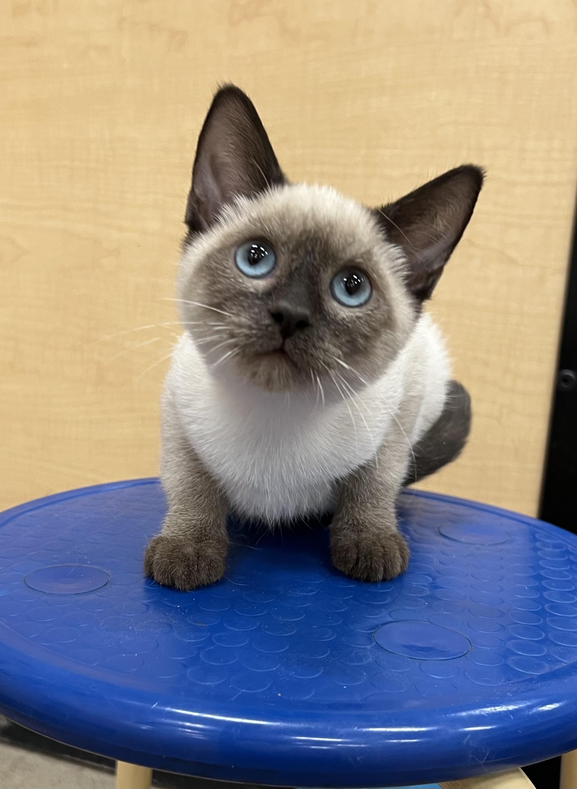 Enlarge Harp, a Adopted mixed breed in Flagstaff, AZ image 1/1