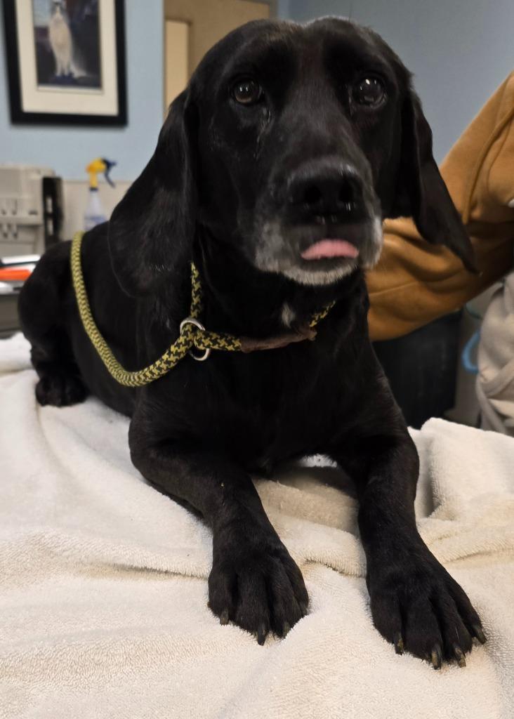 Pinky, Adoptable, Young Female Labrador Retriever & Mixed Breed.