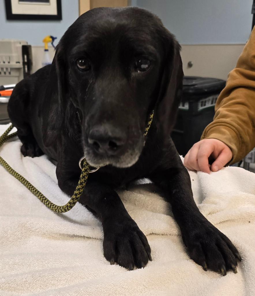 Enlarge Pinky, a Adoptable mixed breed in Murphysboro, IL image 2/2