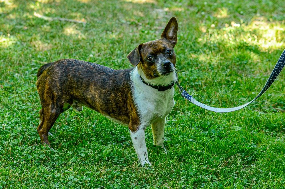 Enlarge Davey-pending, a Adopted mixed breed in Brick, NJ image 1/3