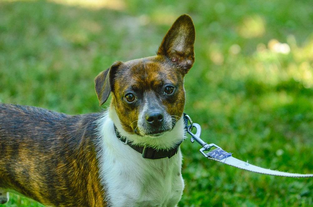 Enlarge Davey-pending, a Adopted mixed breed in Brick, NJ image 2/3