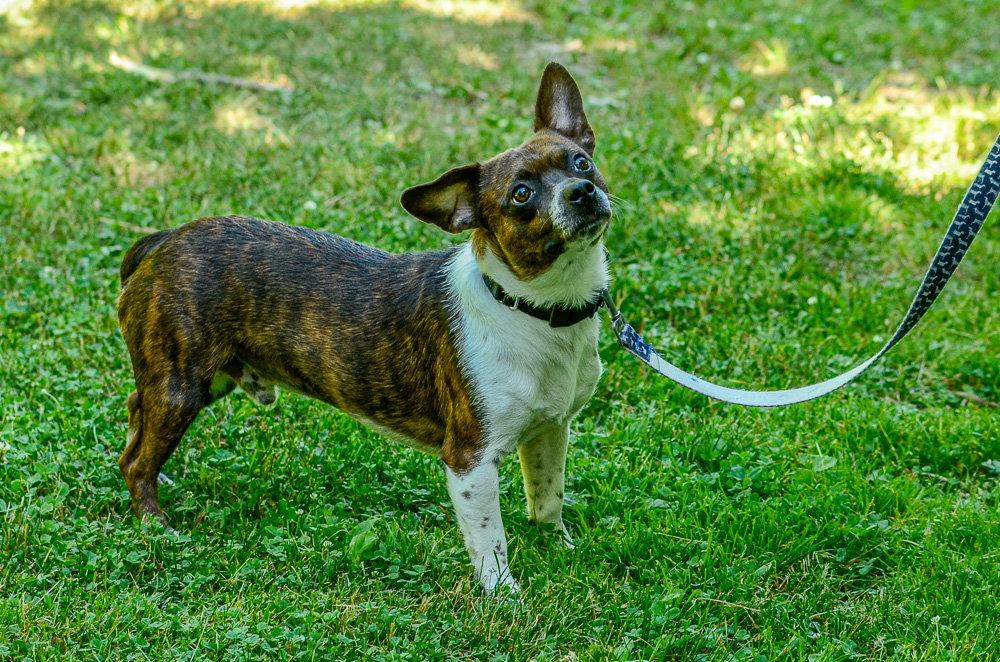 Enlarge Davey-pending, a Adopted mixed breed in Brick, NJ image 3/3