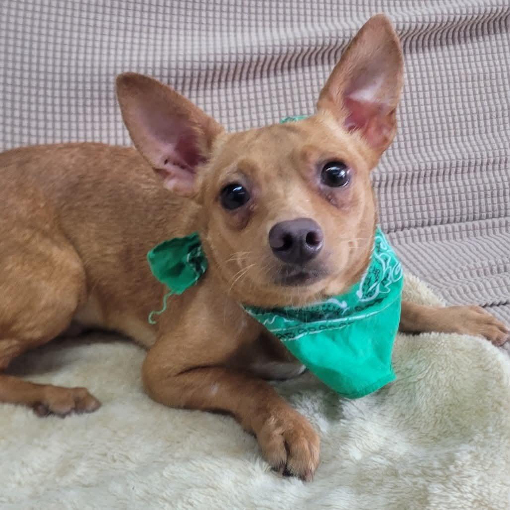 Enlarge DJ Ruff Draft in NH. Come Meet our Adoptable Dogs Wednesday-Saturday. More info in Bio, an adoptable mixed breed in Manchester, NH image 1/1