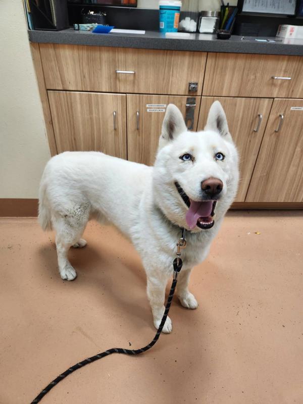 Enlarge Zeus, a Adoptable mixed breed in Kennewick, WA image 1/1