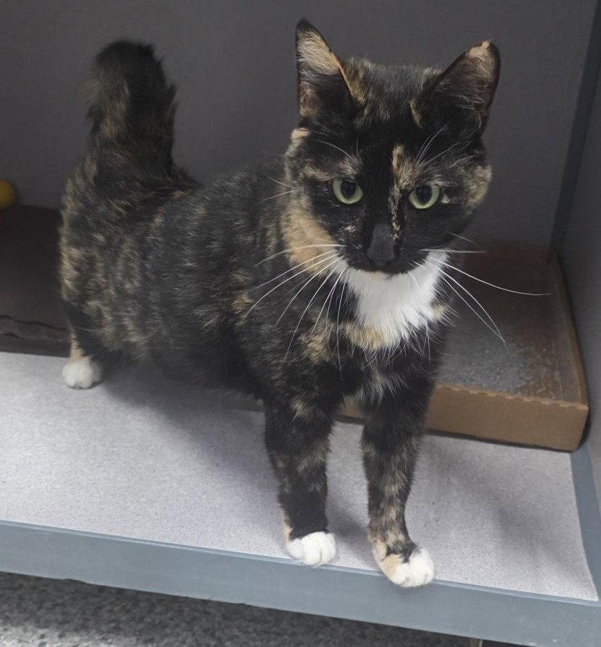 Jelly, Adoptable, Adult Female Tortoiseshell.