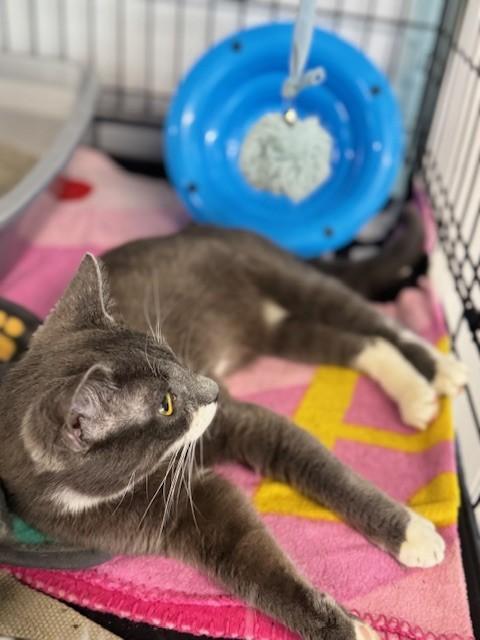 Enlarge Mahoney, an adopted Domestic Short Hair in Warren, OH image 2/4