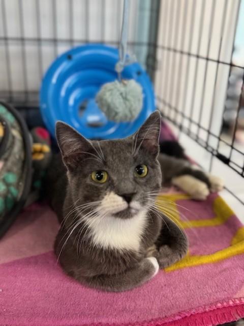 Enlarge Mahoney, an adopted Domestic Short Hair in Warren, OH image 4/4