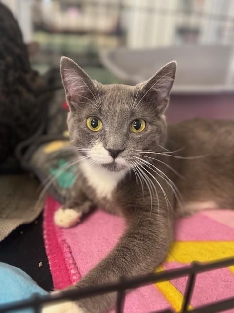 Mahoney, adopted, Young Male Domestic Short Hair.