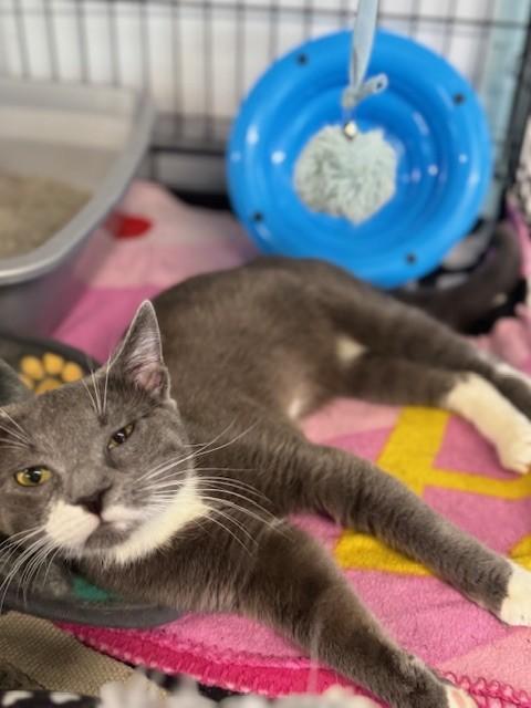 Enlarge Mahoney, an adopted Domestic Short Hair in Warren, OH image 3/4