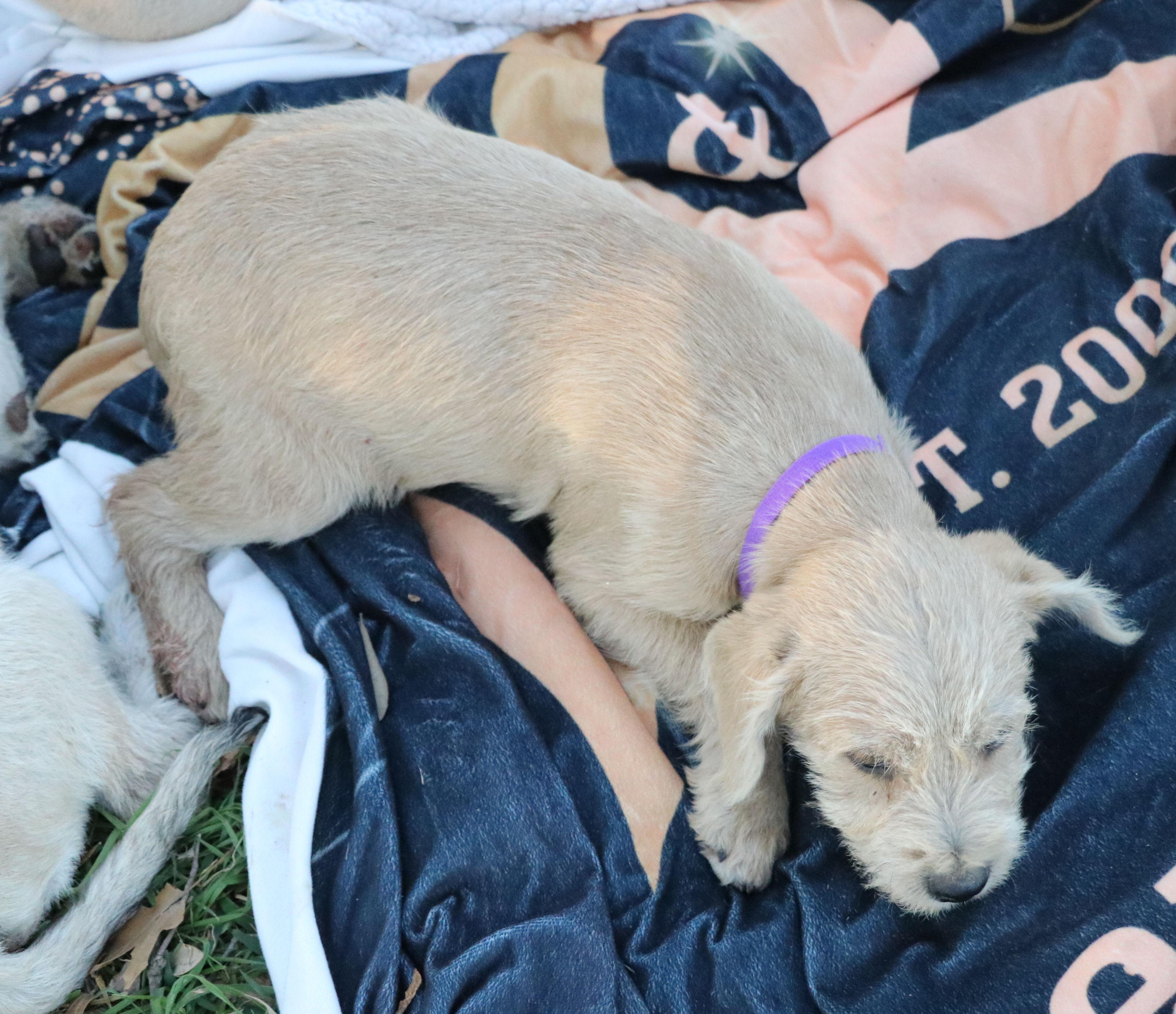 Enlarge Cassius, an adopted mixed breed in Pflugerville, TX image 5/5