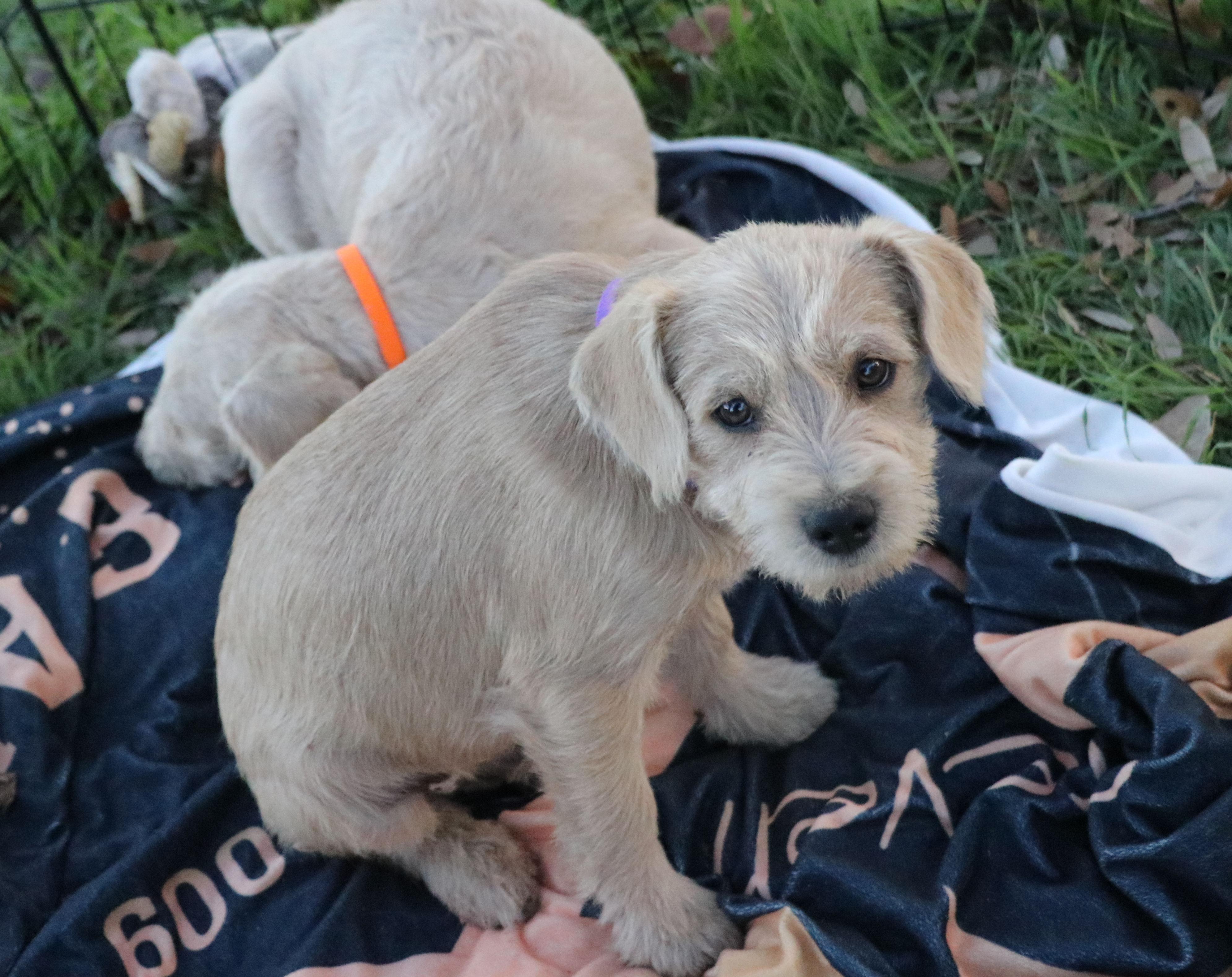Cassius, adopted, Puppy Male Schnauzer.