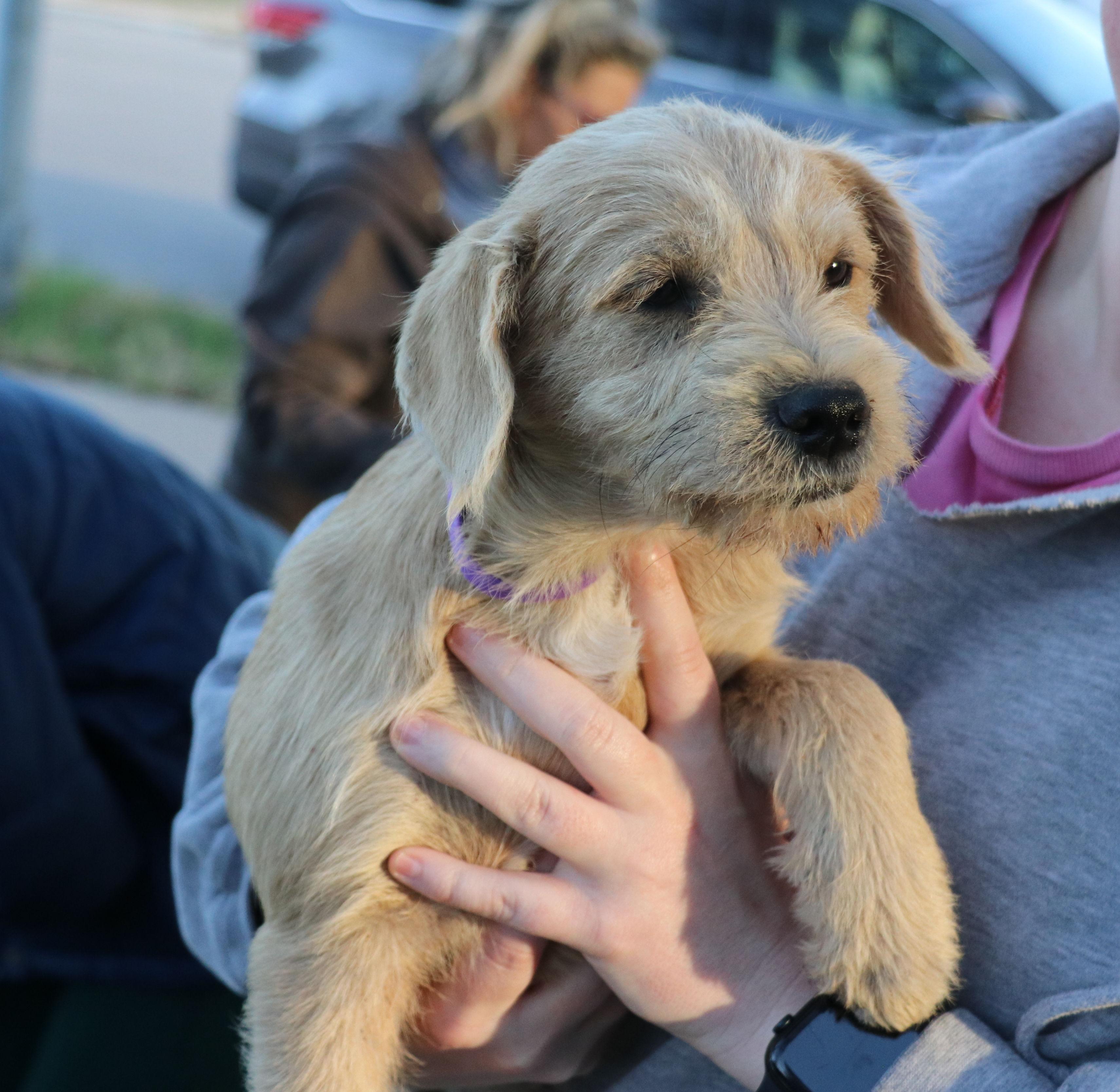 Enlarge Cassius, an adopted mixed breed in Pflugerville, TX image 3/5