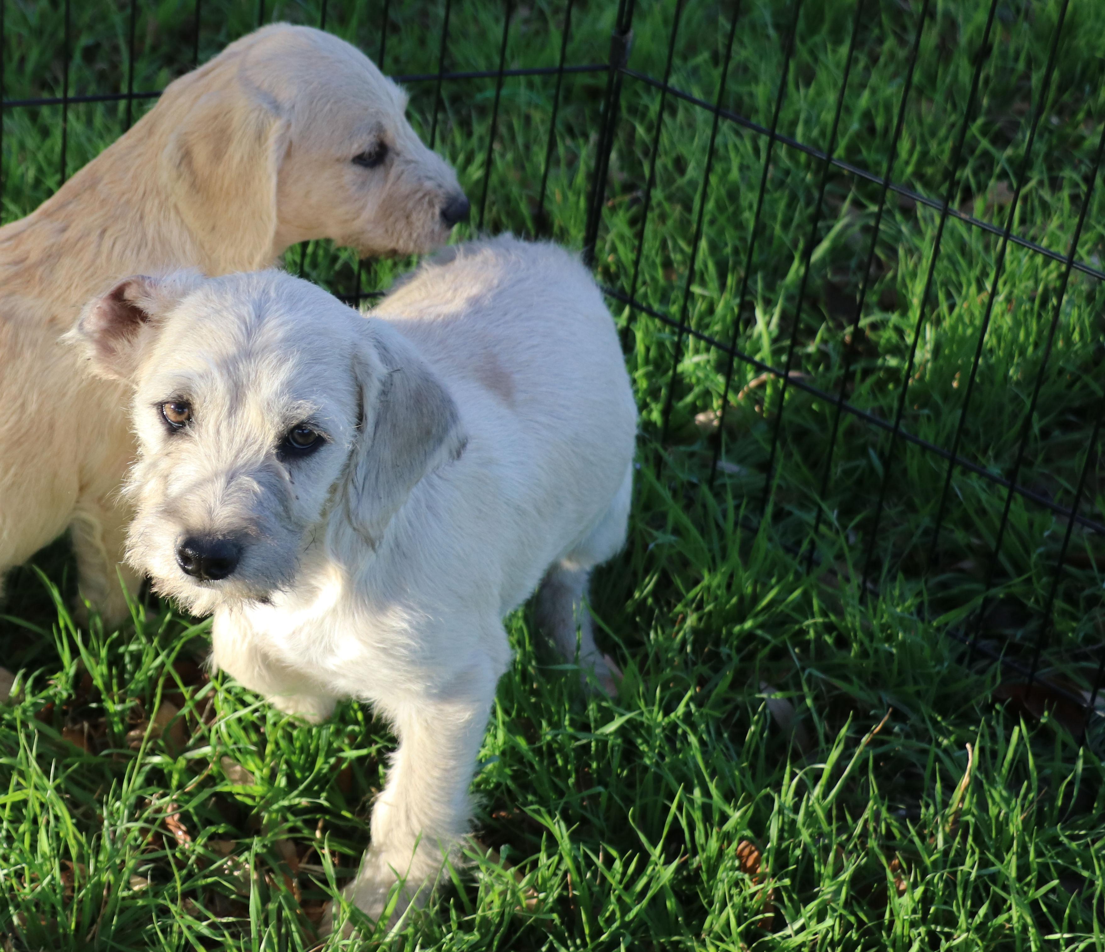 Enlarge Cassius, an adopted mixed breed in Pflugerville, TX image 2/5