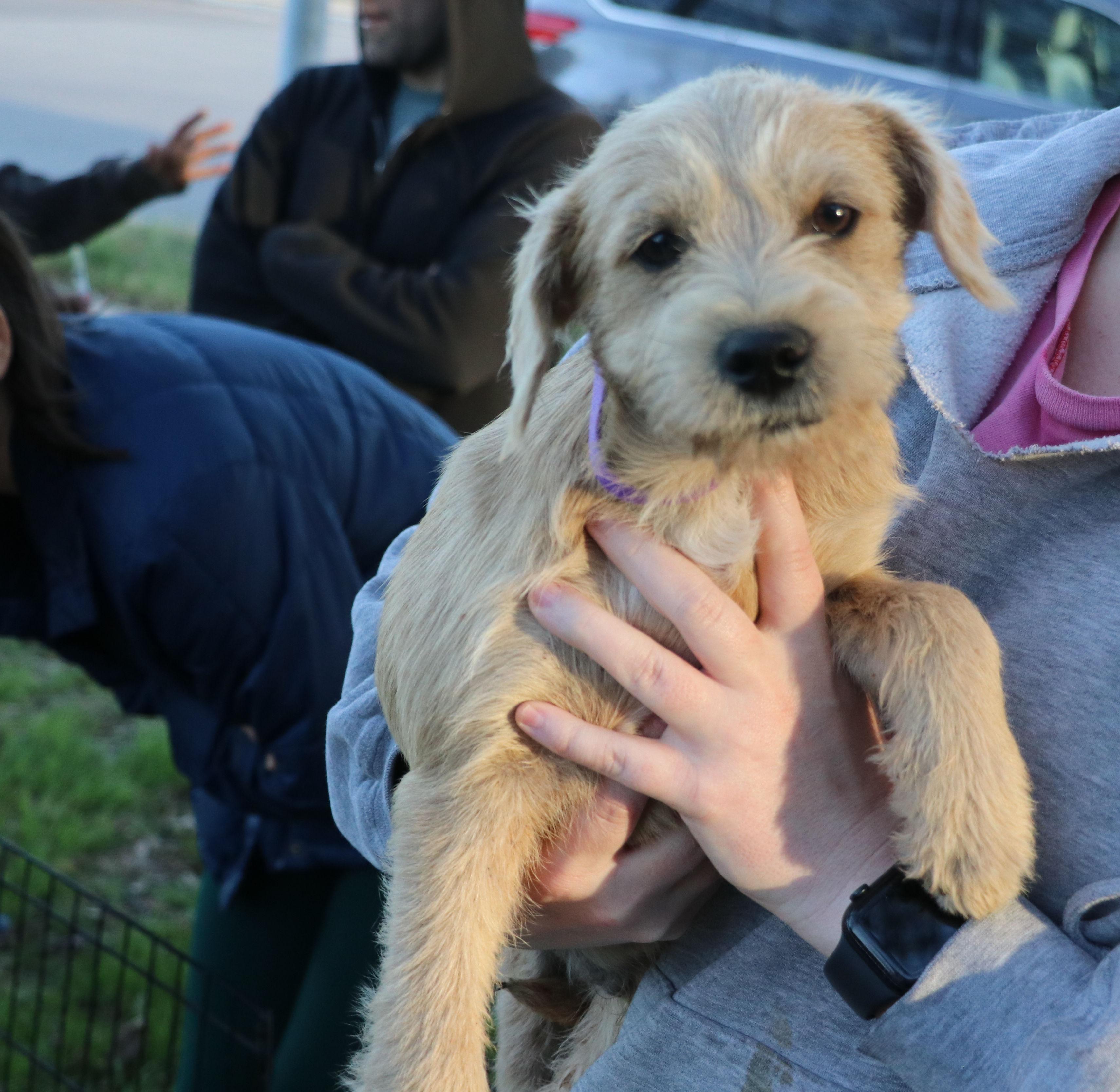 Enlarge Cassius, an adopted mixed breed in Pflugerville, TX image 4/5