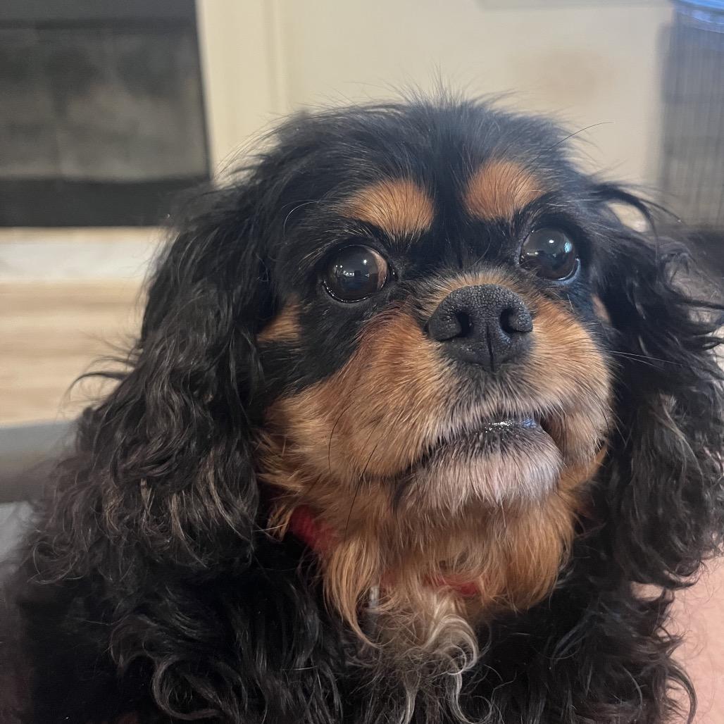 Stormy, Adoptable, Adult Female Cavalier King Charles Spaniel.