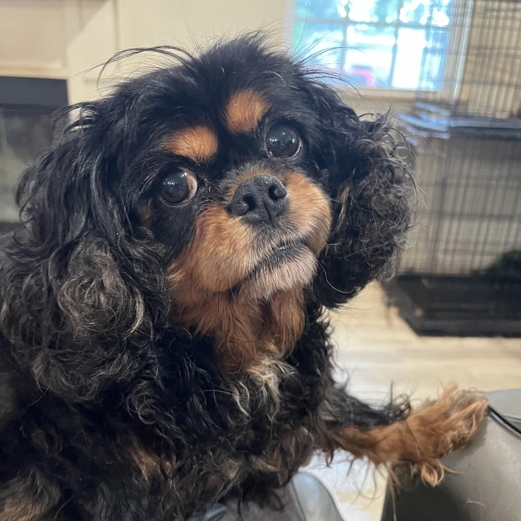 Enlarge Stormy, a Adoptable Cavalier King Charles Spaniel in Pittsburg, KS image 2/3
