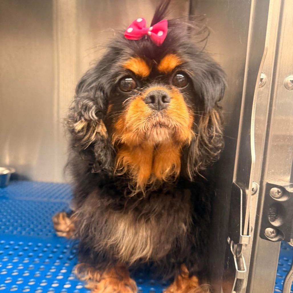 Enlarge Stormy, a Adoptable Cavalier King Charles Spaniel in Pittsburg, KS image 3/3