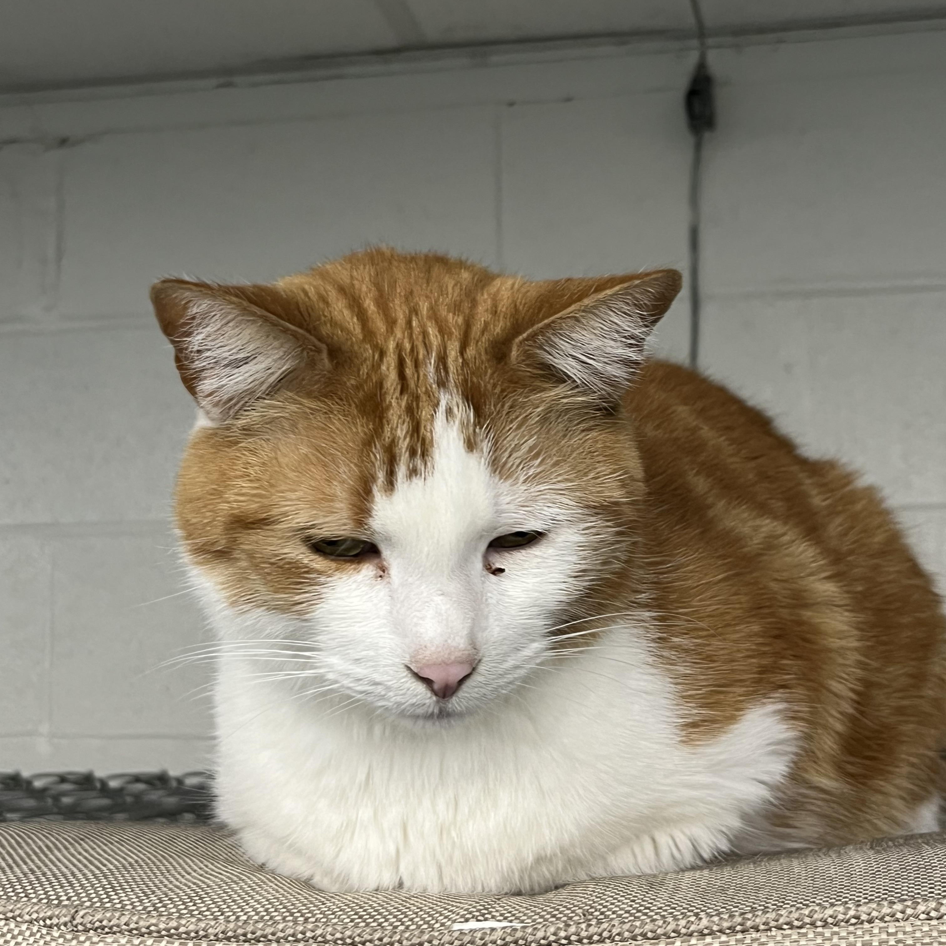 Matteo, an adoptable Tabby in Pompton Plains, NJ image 2/2