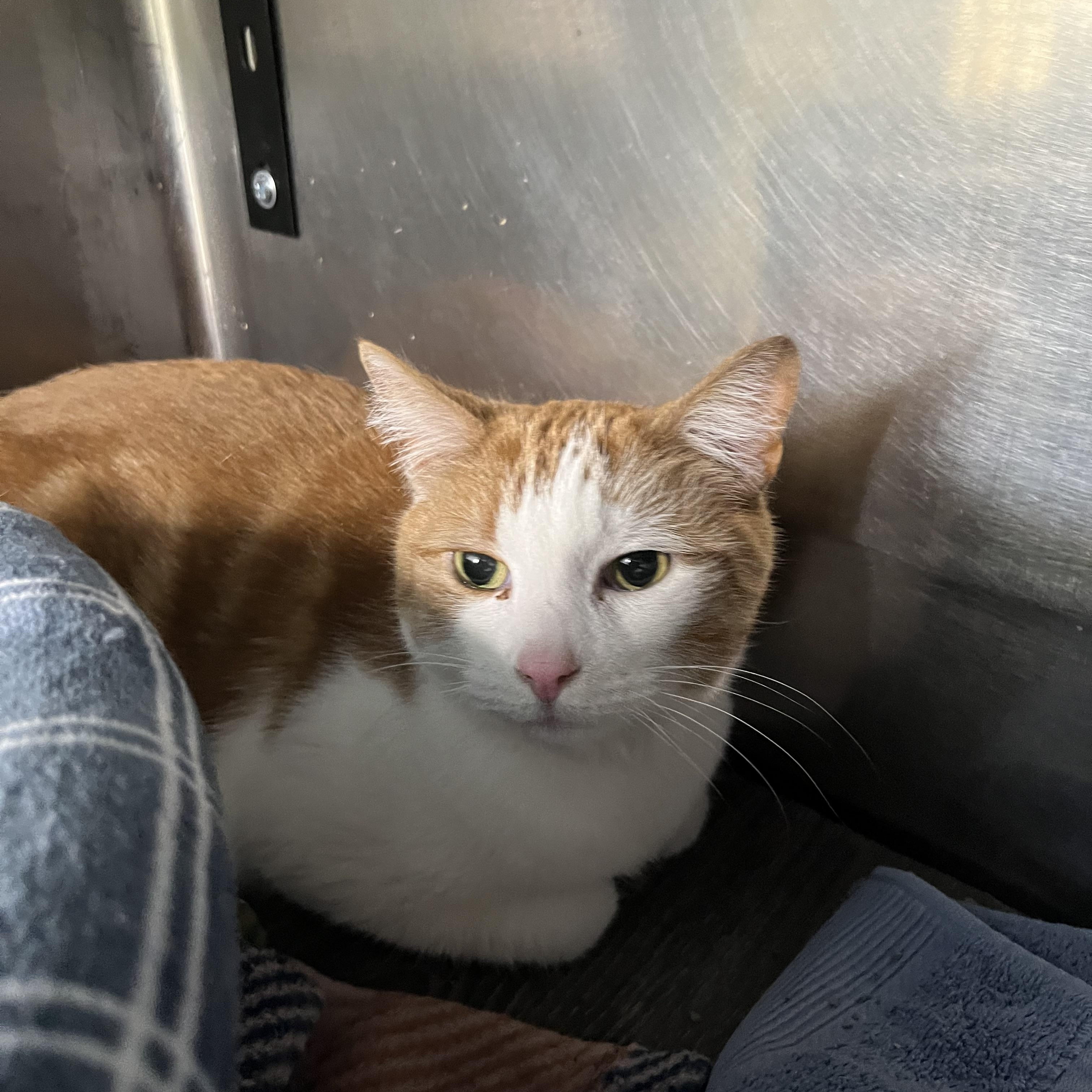 Enlarge MATTEO, a ADOPTABLE Tabby in Pompton Plains, NJ image 1/1