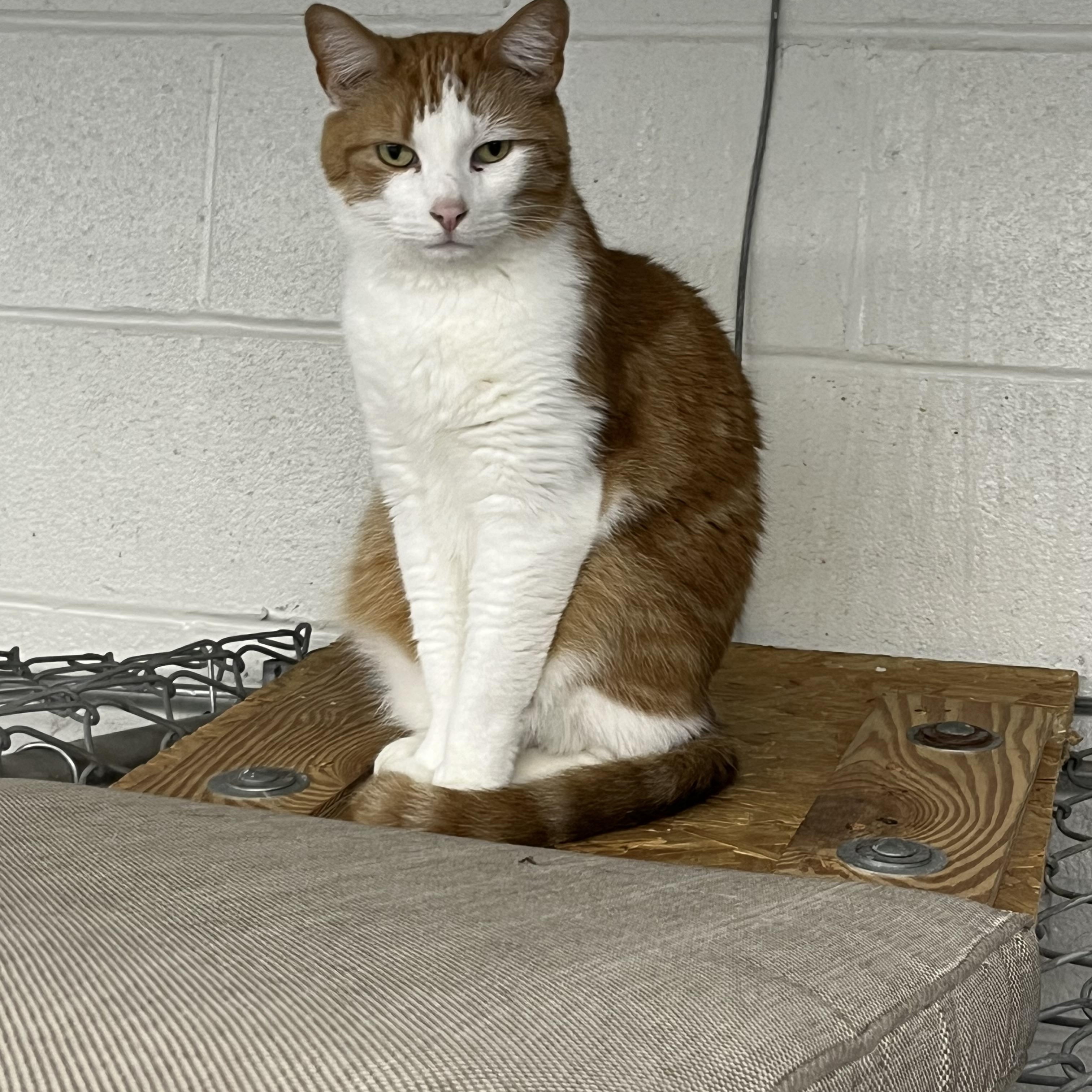 Matteo, adoptable, Adult Male Tabby.