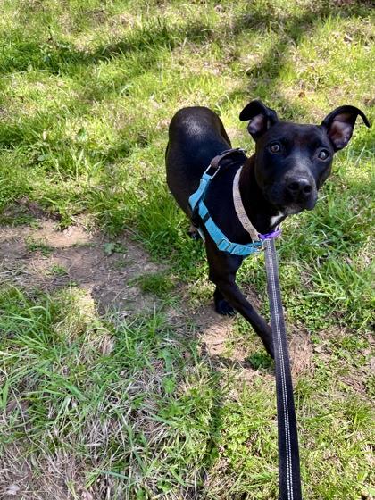 Portobella, a ADOPTABLE mixed breed in Marshall, NC image 3/6