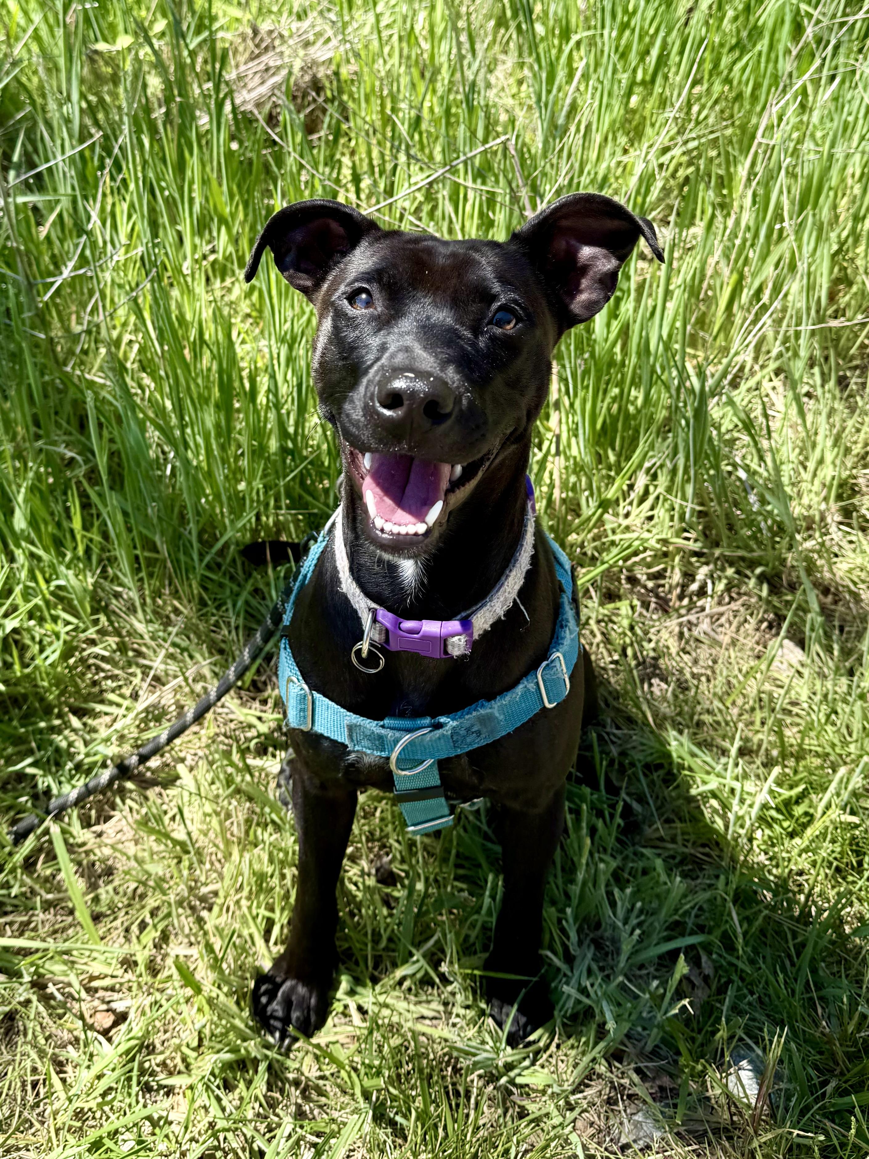 Portobella, a ADOPTABLE mixed breed in Marshall, NC image 1/6
