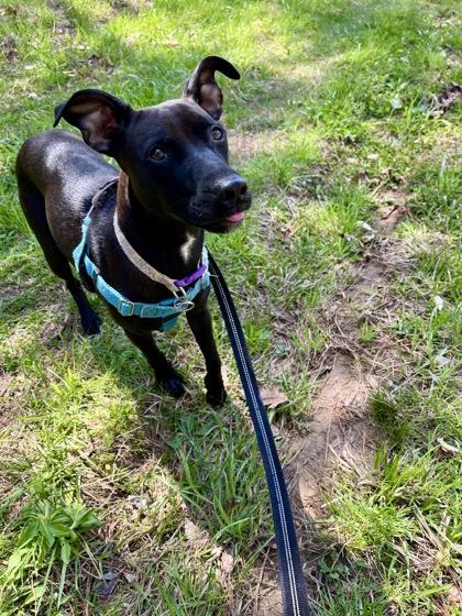 Portobella, a ADOPTABLE mixed breed in Marshall, NC image 5/6