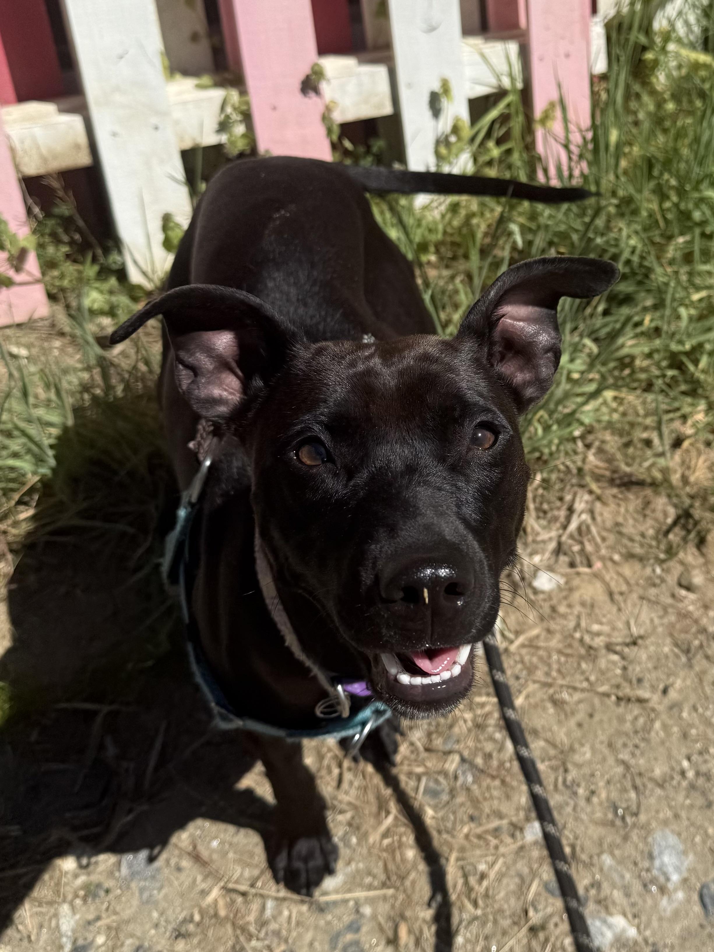 Portobella, a ADOPTABLE mixed breed in Marshall, NC image 6/6