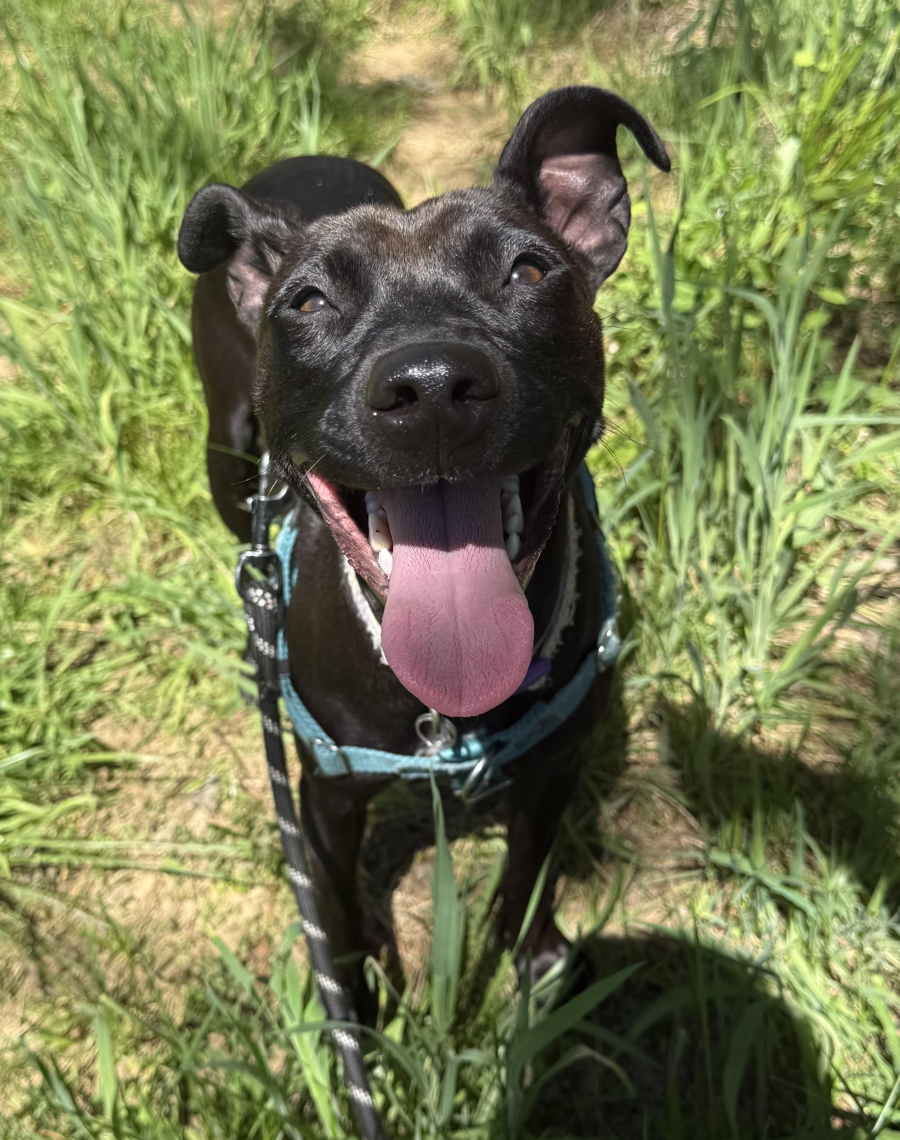 Portobella, a ADOPTABLE mixed breed in Marshall, NC image 2/6
