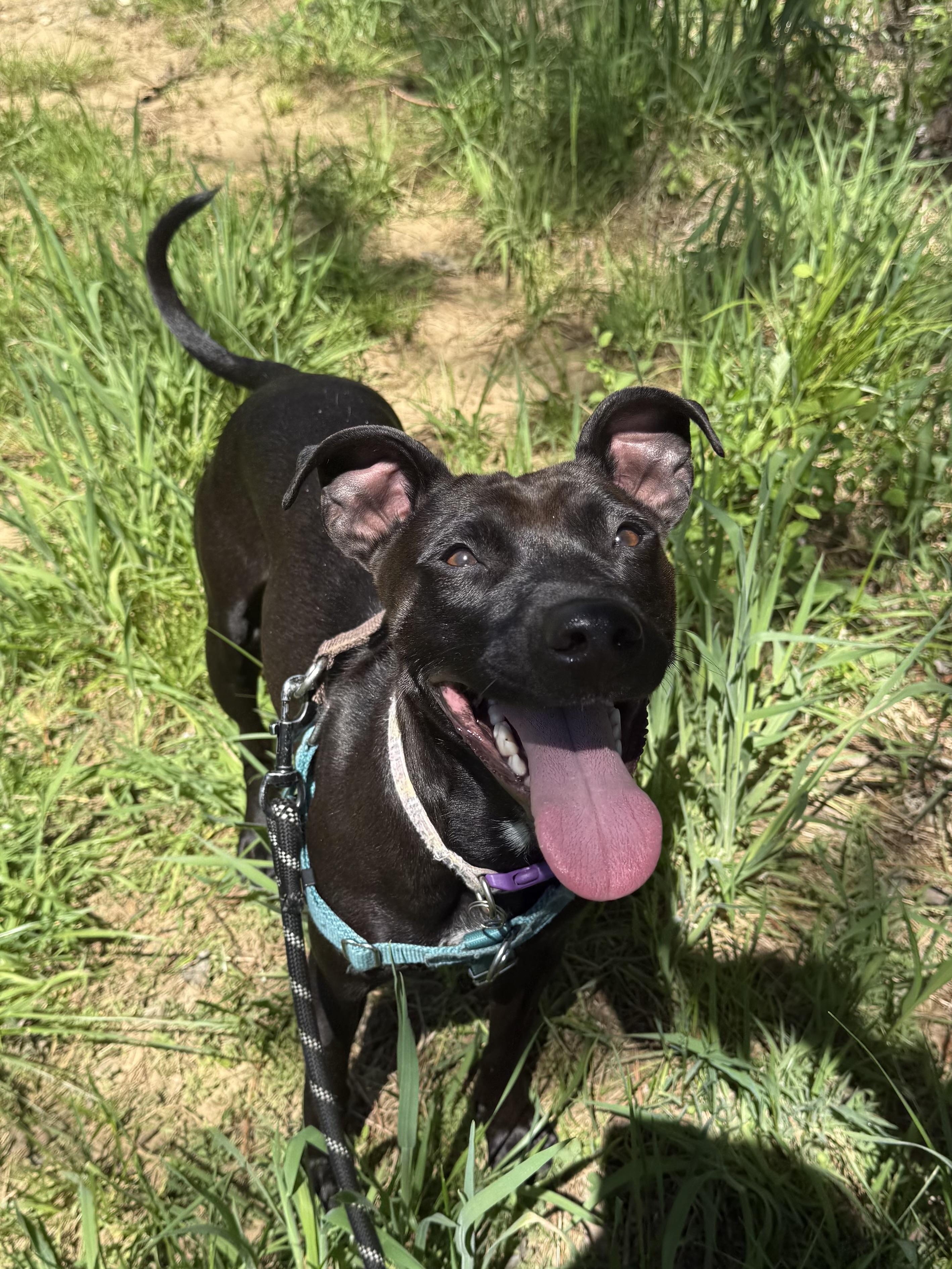 Portobella, a ADOPTABLE mixed breed in Marshall, NC image 4/6